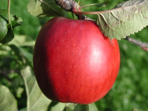 Cripps Red